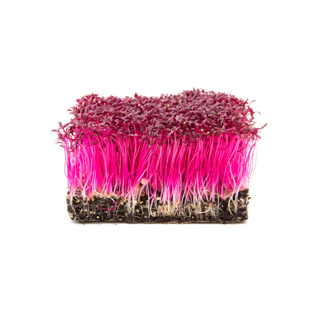 Amaranth, Red
