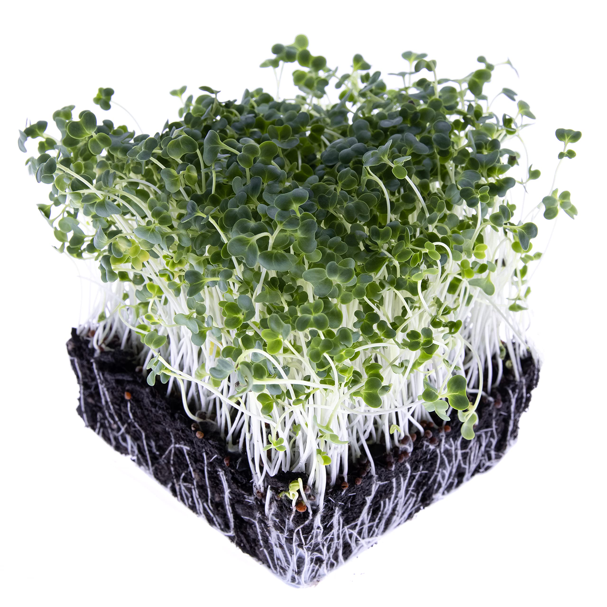 Broccoli, Calabrese