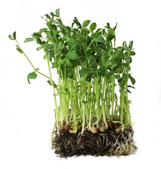 Pea Shoots