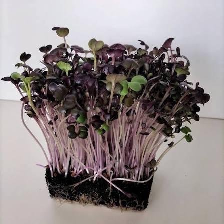 Radish (Red Rambo)