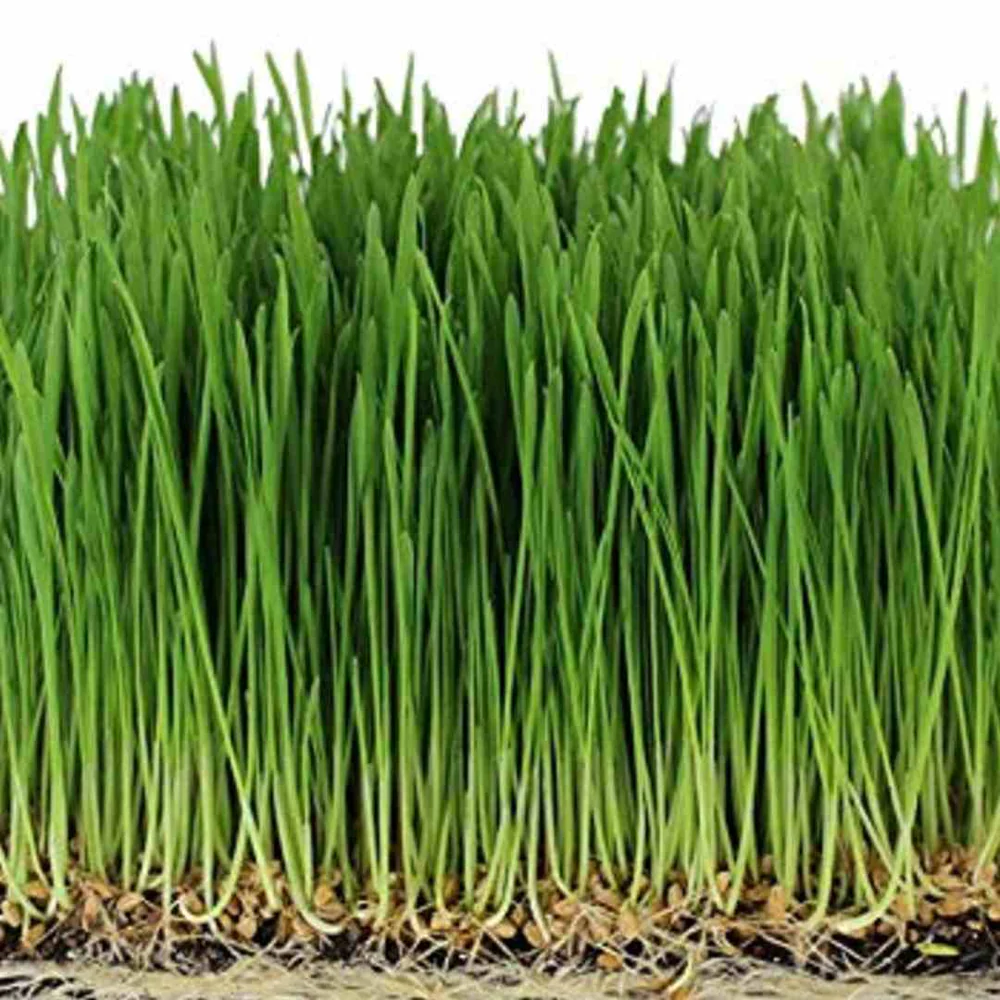 Wheatgrass