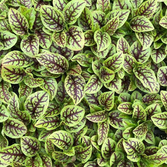 Red Veined Sorrel