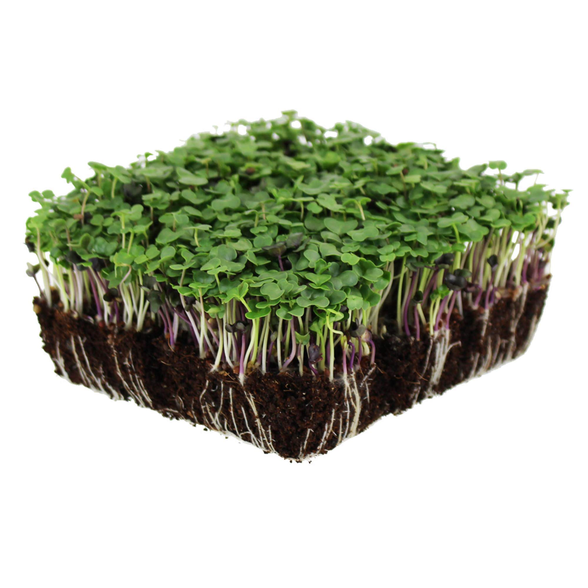 Basic Salad Mix