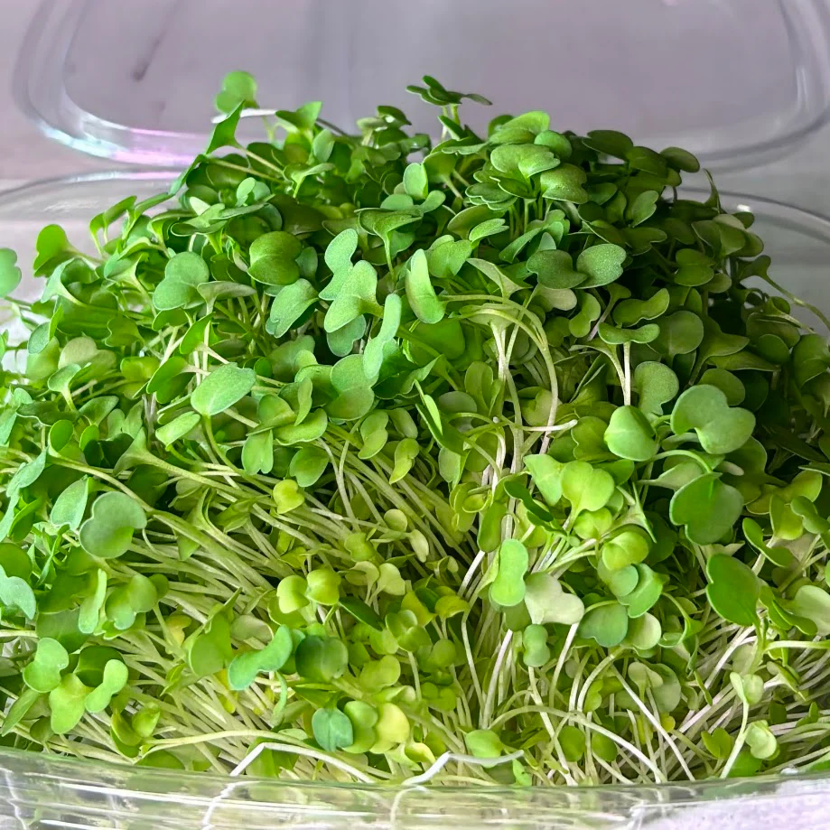 Arugula